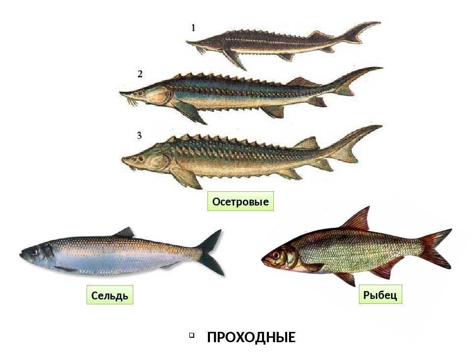 Рыба рыбец: описание, развитие, интересные факты и среда обитания