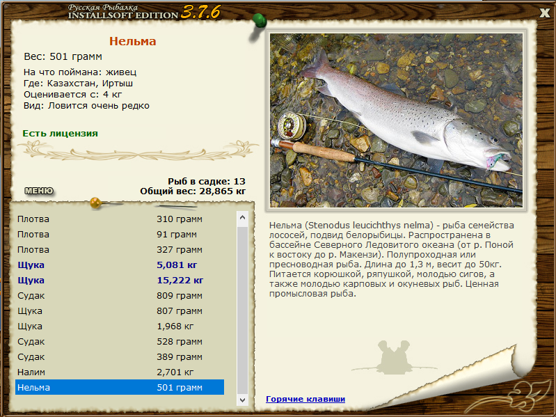 Нельма: описание рыбы, фото; где обитает рыба, разведение и особенности ловли нельмы