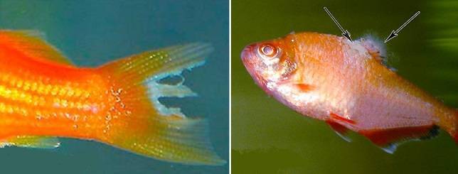 Лернеоз рыб: лечение в аквариуме, фото-видео обзор