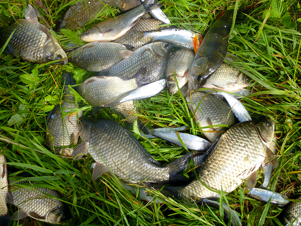 Рыбалка в ярославле и ярославской области: описание местных водоемов, какая рыба водится