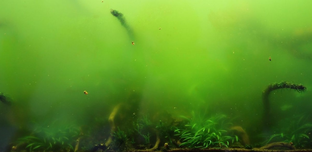 Зеленый налет в аквариуме: 4 причины и 10 способов и советов, как от него избавиться