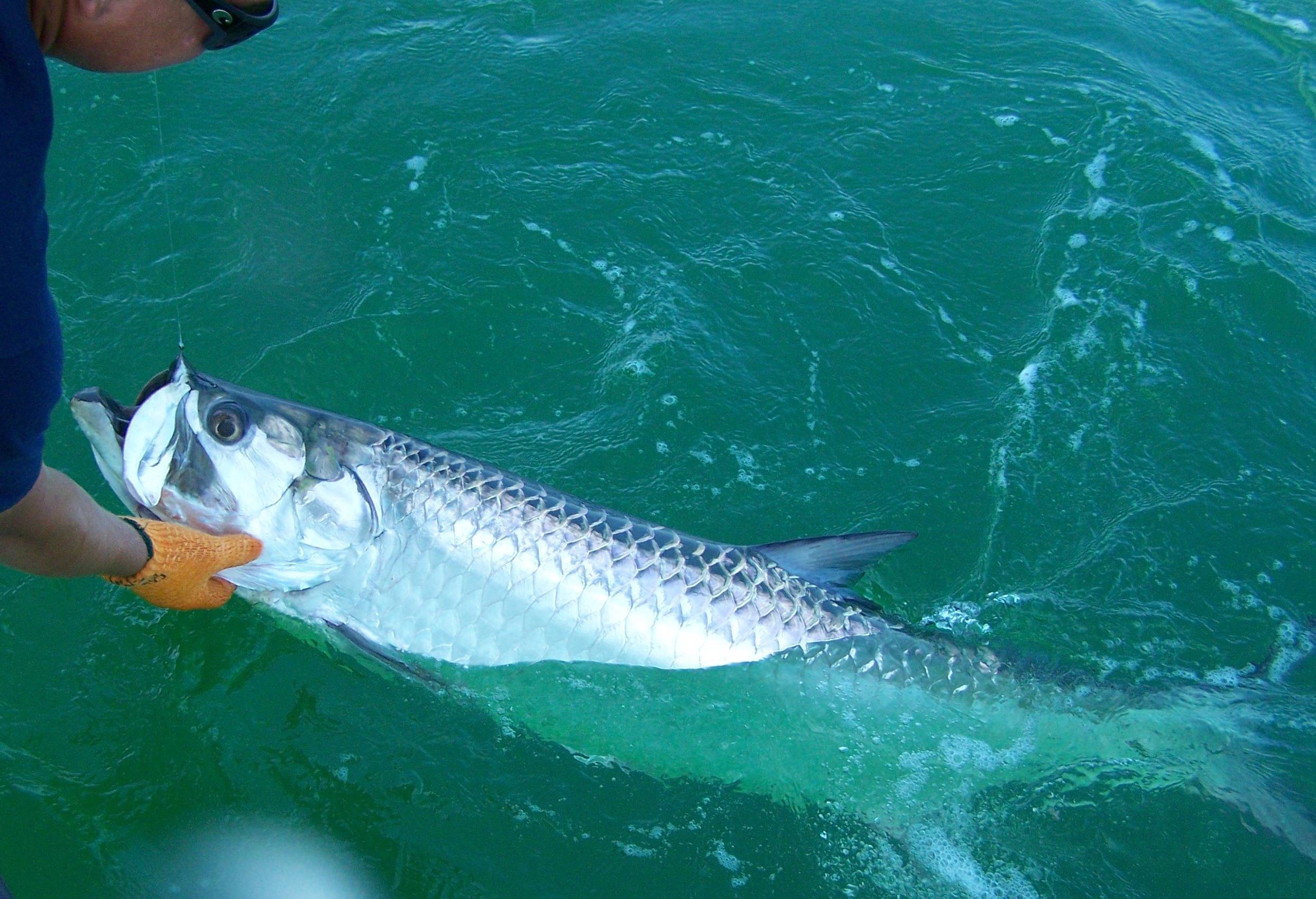 Тарпон рыба: ловля и фото рыбалки на тарпона