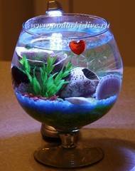 Оформляем аквариум в виде бокала и какую рыбку можно держать в бокале