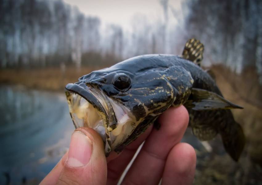 Ловля ротана зимой — снасти и приманки для подлёдной рыбалки