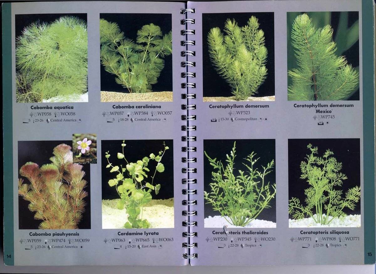 Фото неприхотливых аквариумных растений - разновидности и названия