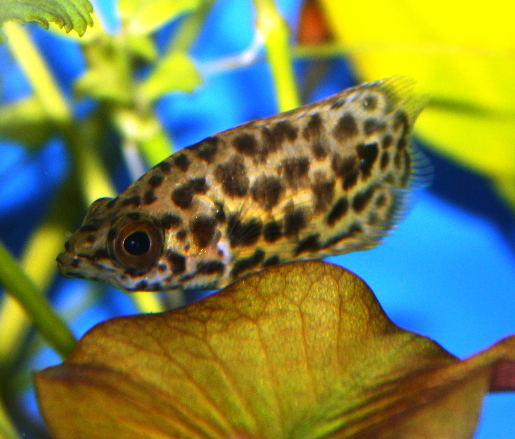 Леопардовая ктенопома (ctenopoma acutirostre) фото, условия содержания, размер, окраска, кормление лабиринтовые рыбки
