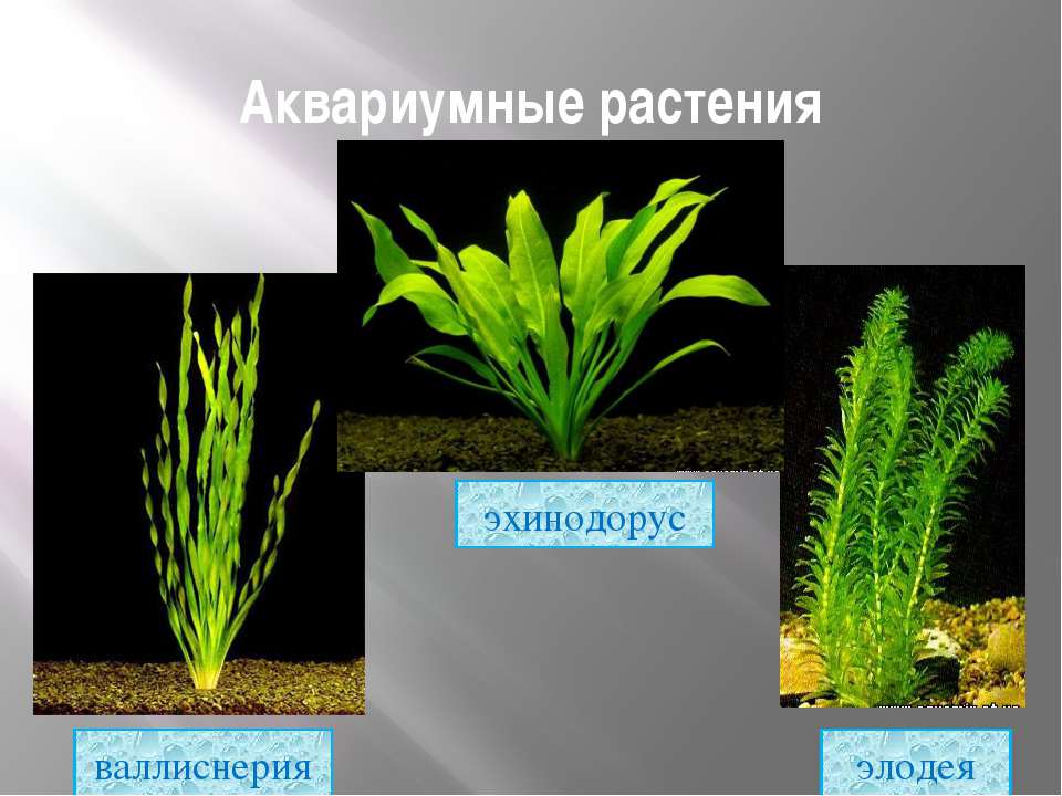 Лучшие аквариумные растения с фото, с названиями и описанием
