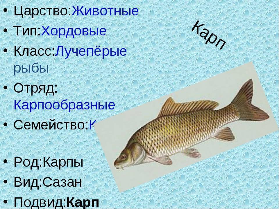 Карп рыба фото и описание