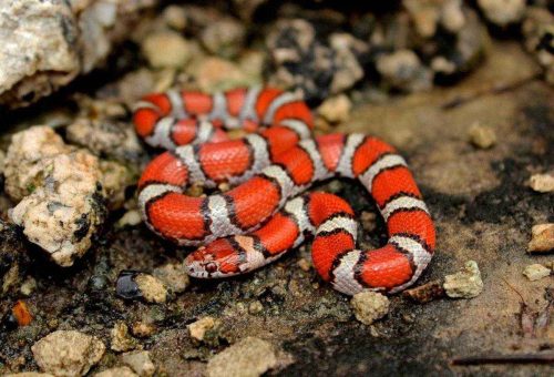 Королевская змея. образ жизни и среда обитания королевской змеи | животный мир