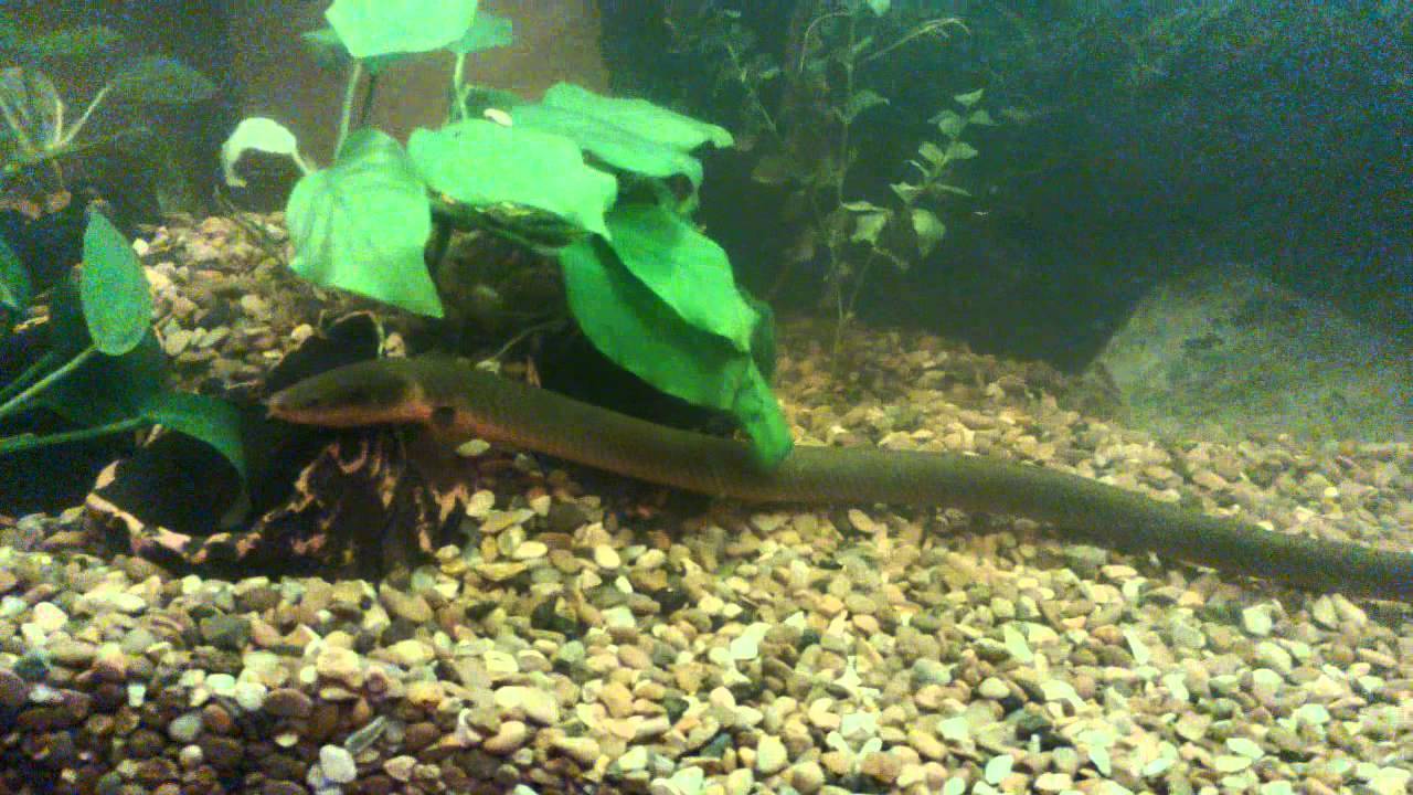 Каламоихт калабарский: аквариумная рыба, похожая на змею