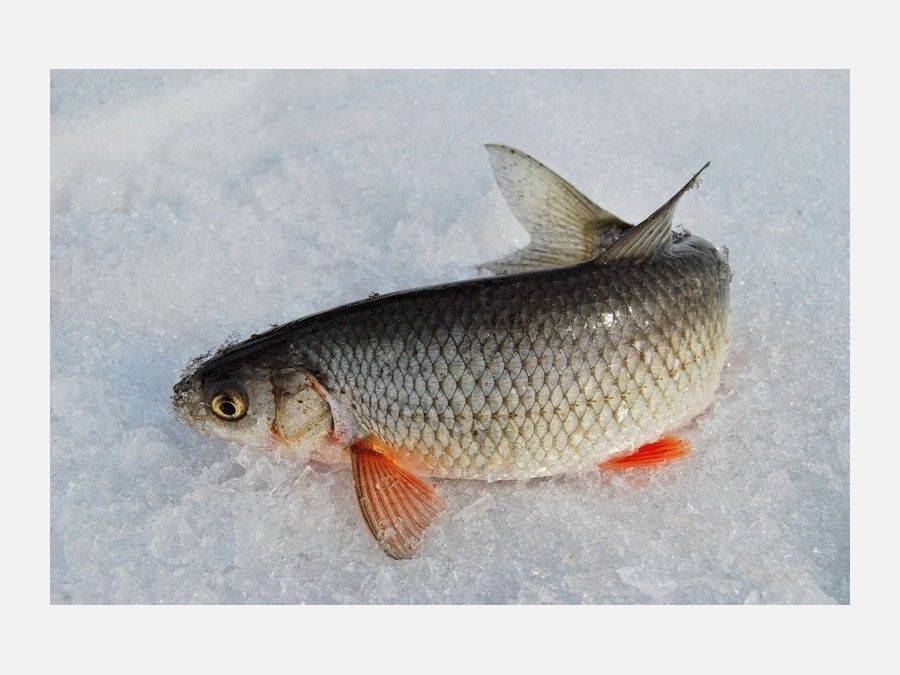 Рыба чебак: чем отличается от плотвы и как выглядит