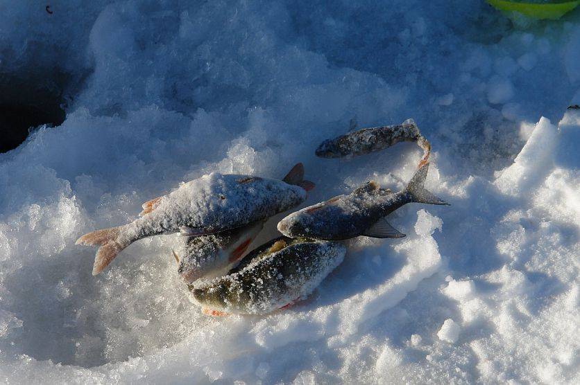 Правила рыболовства в белгородской области