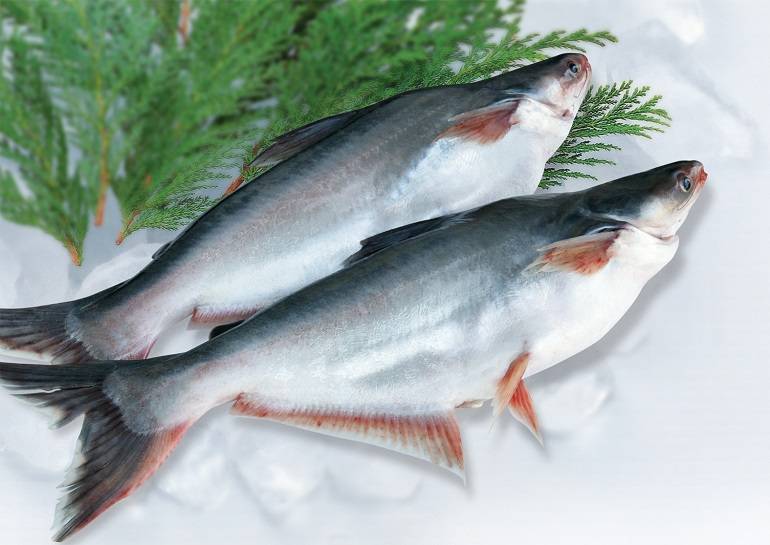 Рыба пангасиус: польза и вред, что за рыба, среда обитания