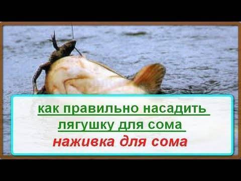 Ловля щуки без поплавка и грузила на лягушку