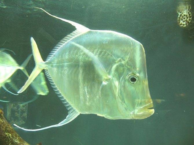 Прозрачная рыба, луна или вомер: что надо знать об океаническом обитателе