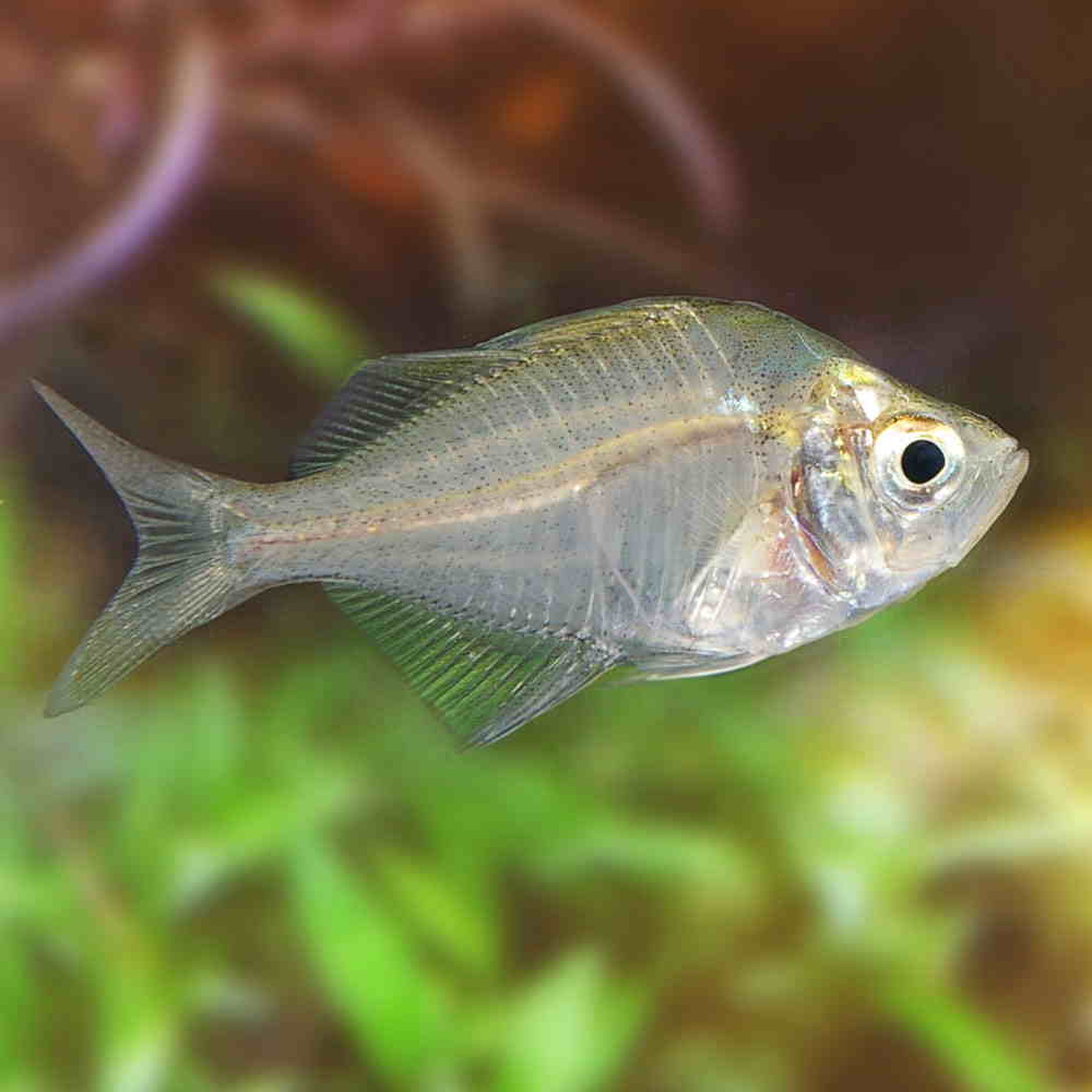 Стеклянный окунь рыба. образ жизни и среда обитания стеклянного окуня