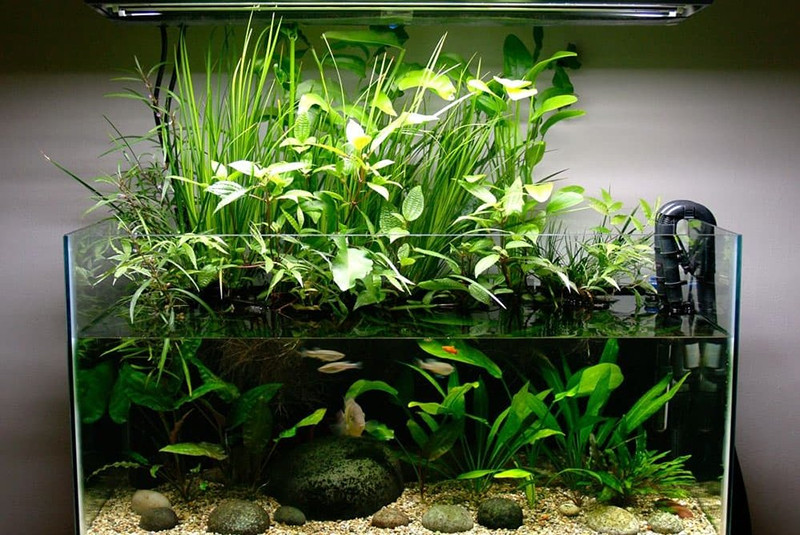 Как сажать аквариумные растения в аквариум? | аквариумные рыбки