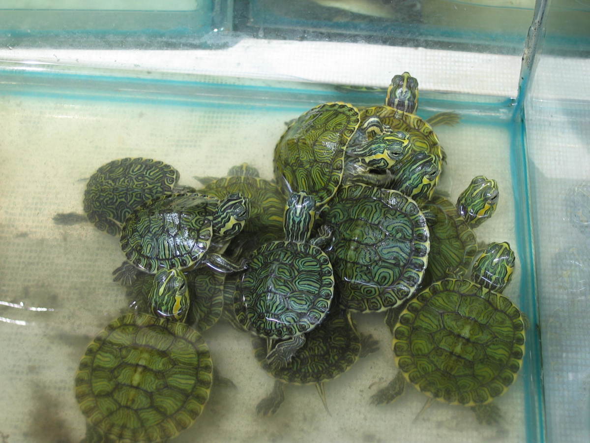ᐉ сколько красноухая черепаха может находиться без воды, как долго она проживет на суше - zoopalitra-spb.ru