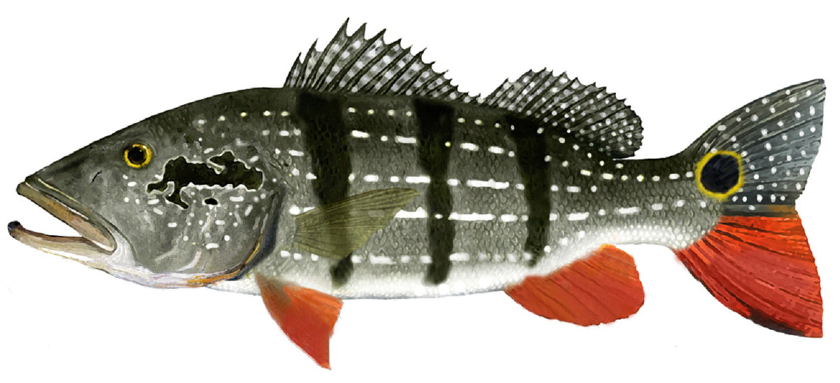 Павлиний окунь-попока фото и описание – каталог рыб, смотреть онлайн