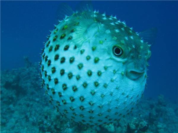 Рыба шар (с колючками и шипами): содержание, совместимость, размножение, уход, кормление, фото