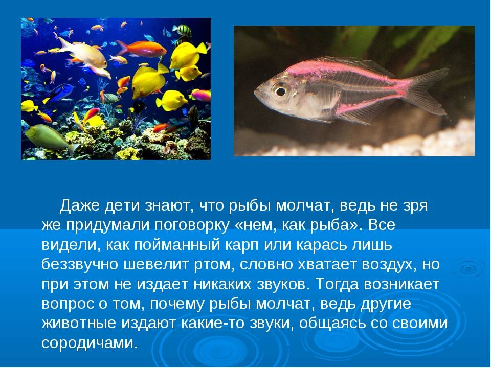 Память золотой рыбки 3 секунды. память рыбы – три секунды или больше? как работает память рыб