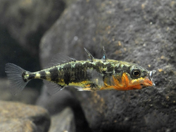 Колюшка трехиглая – крохотная рыбка, спасшая блокадников ленинграда