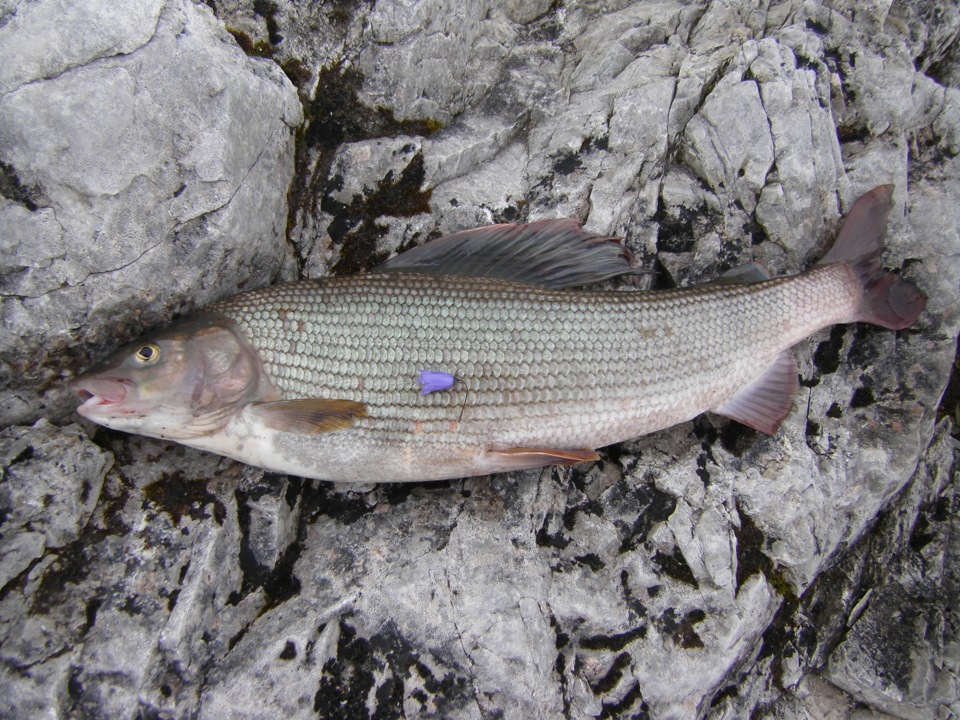 Рыбалка на сёмгу на кольском полуострове. летний тур на сёмгу