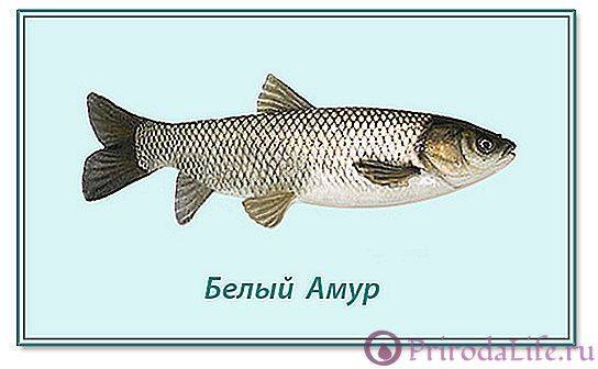 Амура а мне так нравится. Белый Амур семейство. Белый Амур рыба малек. Живая рыба белый Амур. Малек белого Амура.