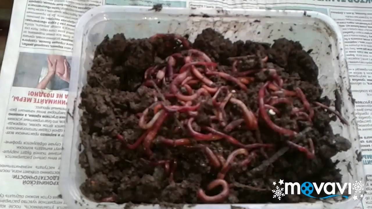 Черви для рыбалки. разновидности. какие черви лучше?