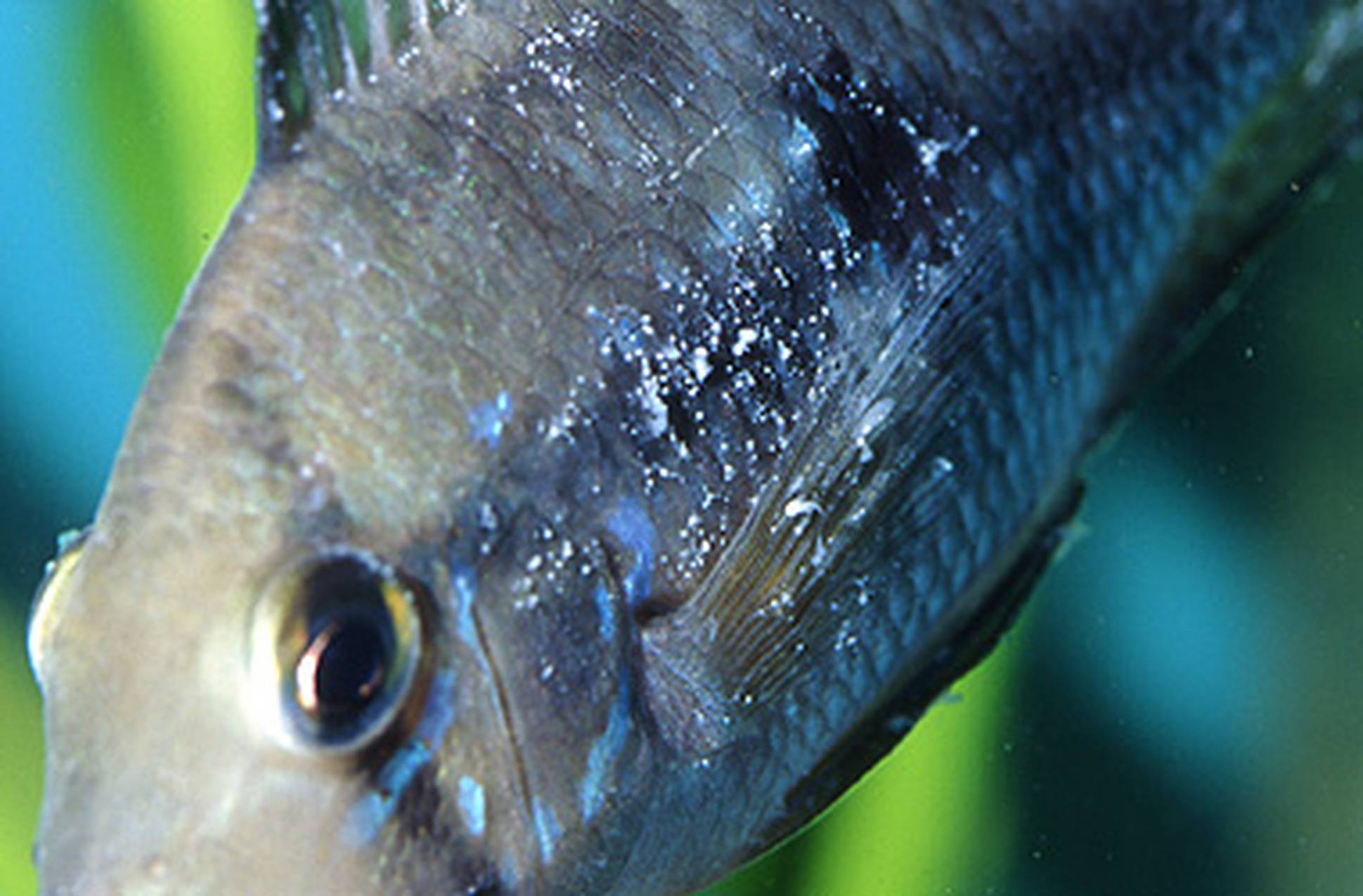 Болезни золотых рыбок внешнии признаки и лечение фото с названиями и описанием