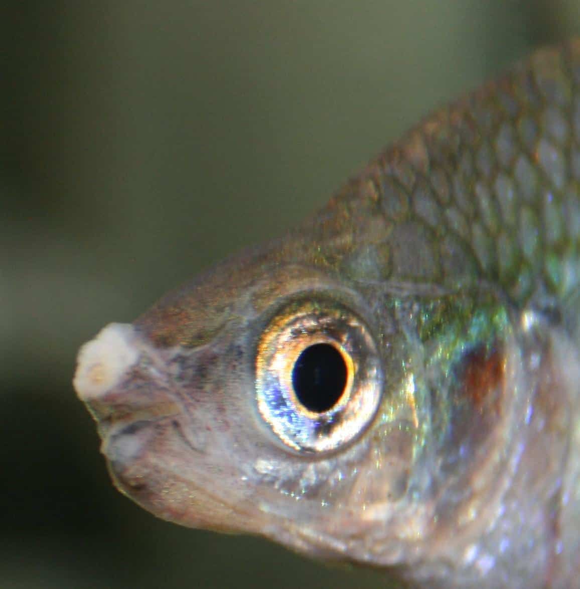 Колумнариоз (флексибактериоз) рыб: лечение в аквариуме, фото-видео обзор