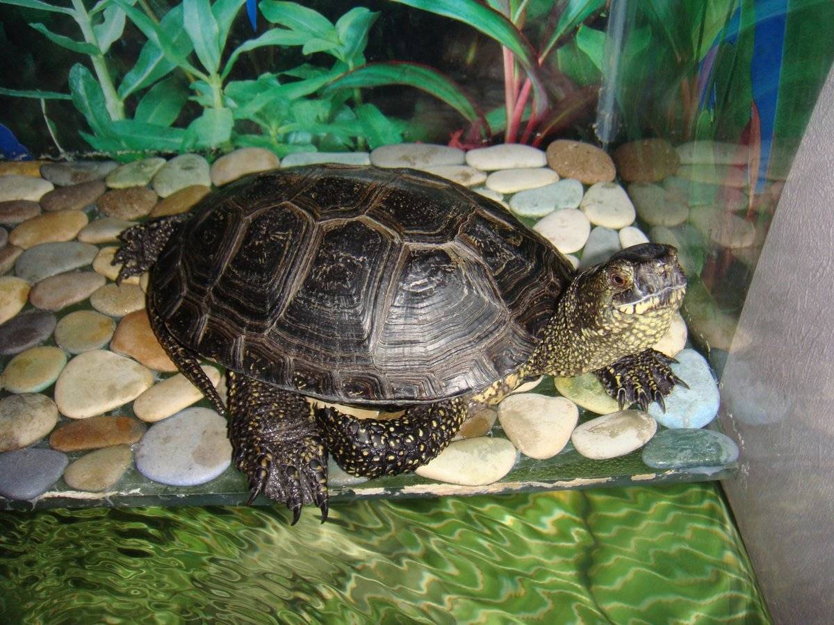 Секреты питания водных и сухопутных черепах