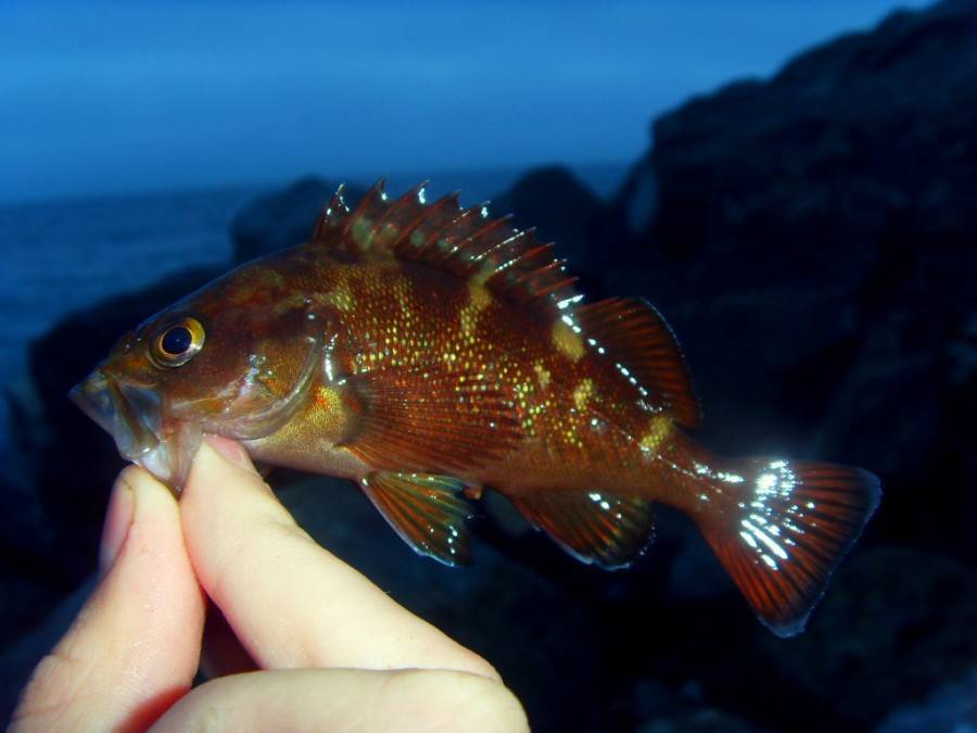 Морской окунь картинки