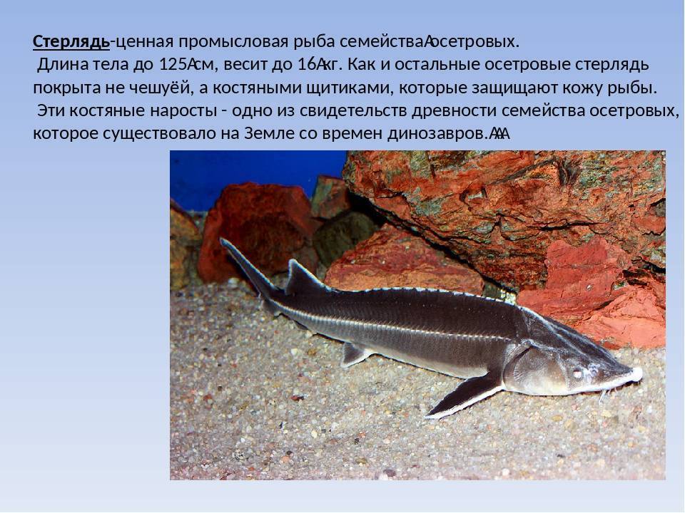 ᐉ семейство осетровых видов рыб: список самых популярных осетров, описание и фото - zoovet24.ru