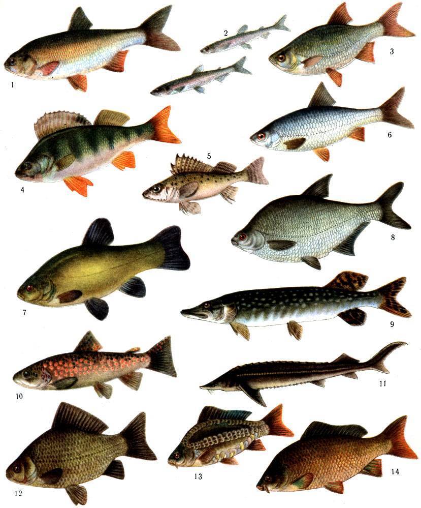 Пресноводная рыба россии: виды, речные и озерные хищники как объекты рыбалки