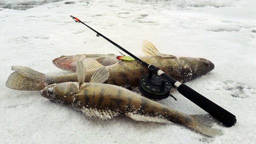 Ловля судака зимой: приманки, советы, способы как ловить судака зимой