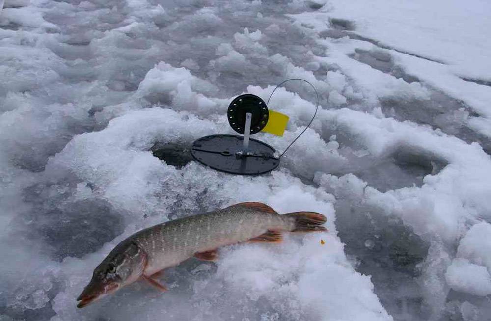 Как ловить щуку на жерлицы рыбалка на щуку зимой на жерлицы