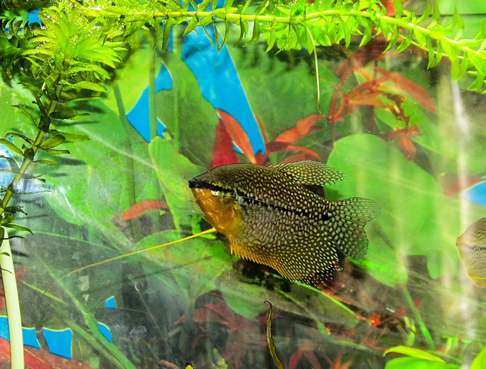 Рыбка гурами: родина (обитание), совместимость нитеносцев, содержание в аквариуме, как выглядят (размеры), сколько живет