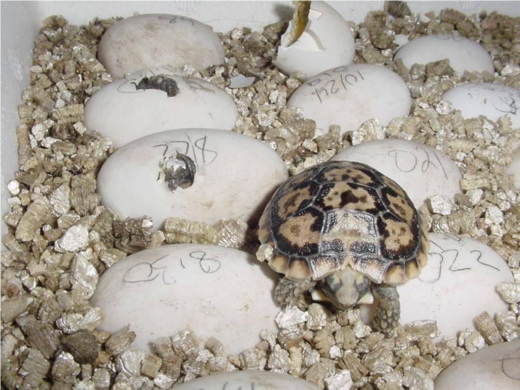 Как часто морские черепахи откладывают яйца. Морские черепахи. Как выглядит процесс откладывания яиц