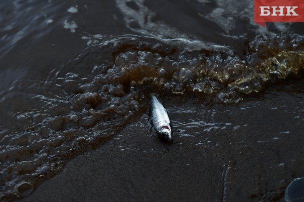 Нерестовый запрет в республики коми на 2022 год