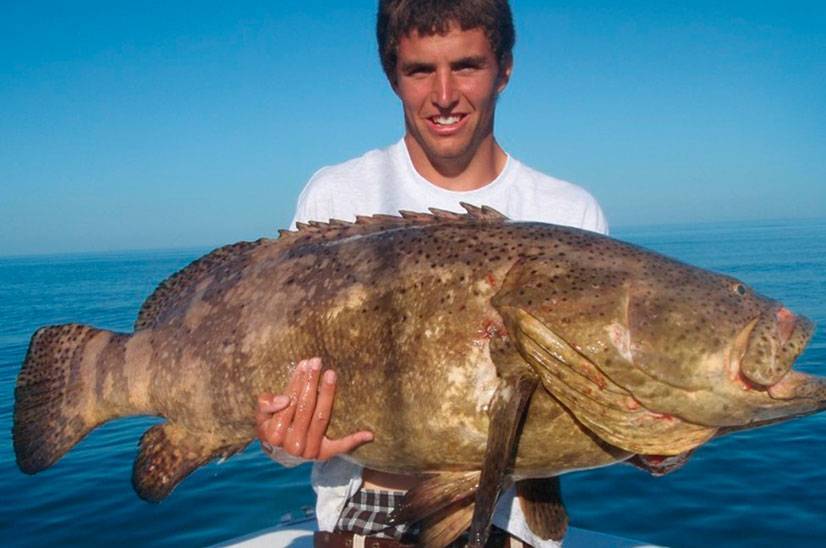 Групера рыба — описание вида и способы лова. 135 фото и видео как поймать групера