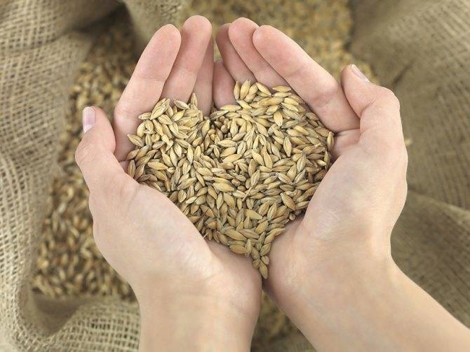 Как запарить пшеницу для рыбалки - способы приготовления