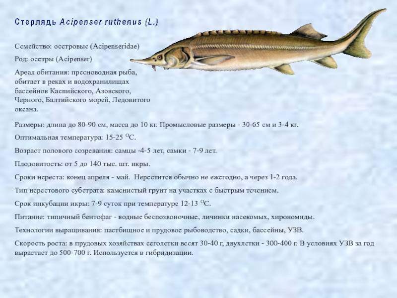 Осетр: польза, вред и особенности рыбы | food and health