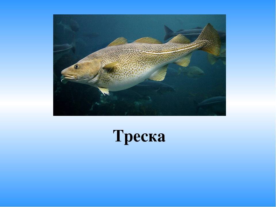 Треска – описание, виды, фото, где обитает, чем питается