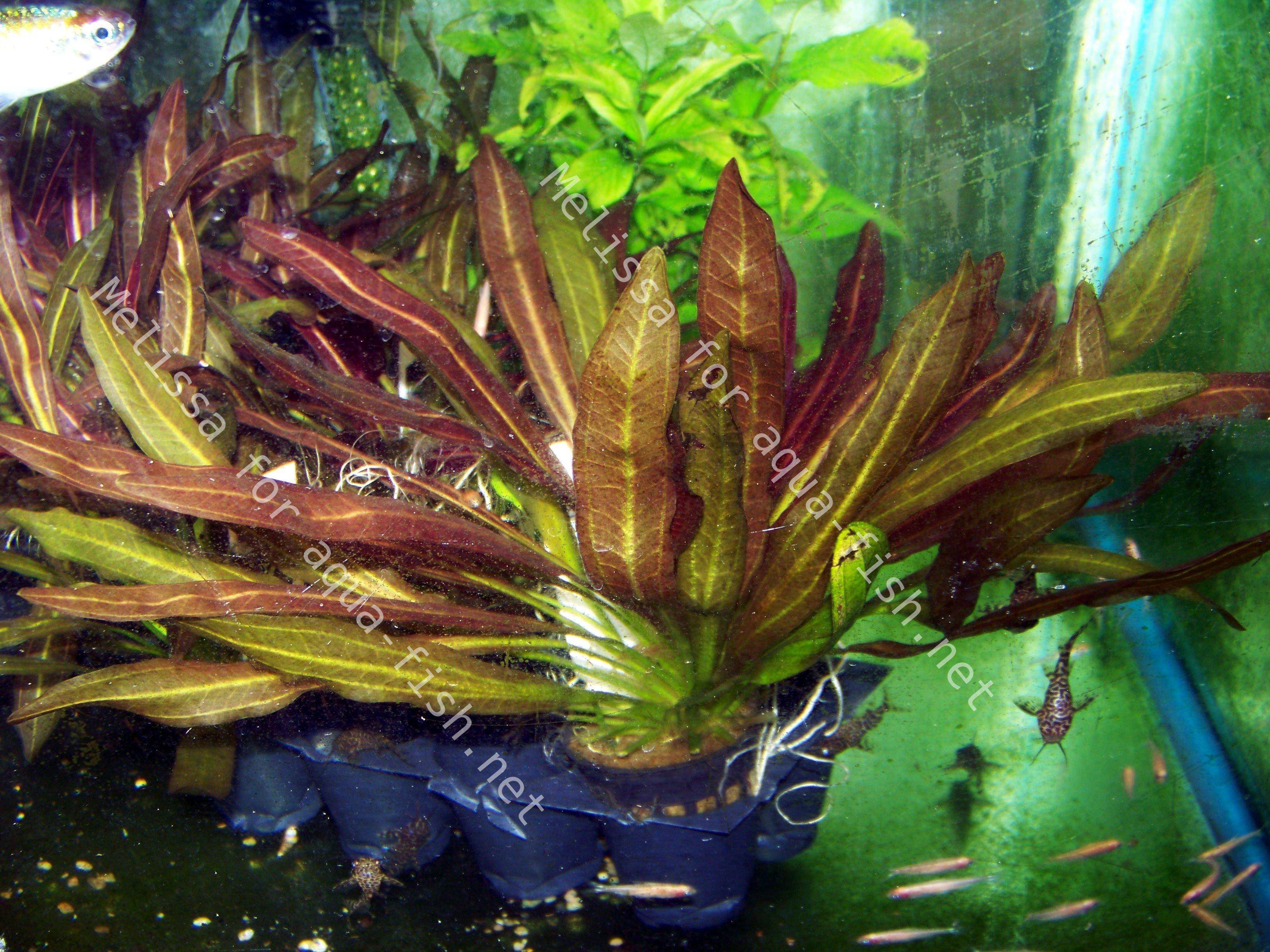 Эхинодорус амазонский (echinodorus grisebachii «amazonicus»)