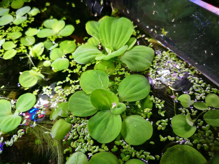 Людвигия аквариумное растение, содержание, уход и ее виды