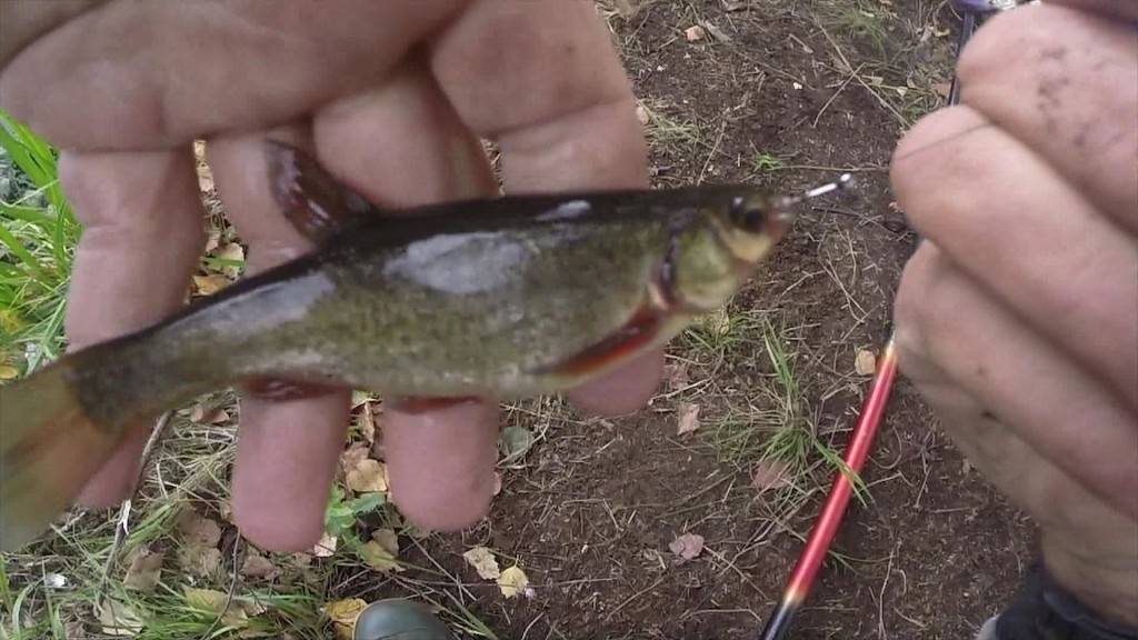 Ловля щуки и другой рыбы: как насаживать живца правильно