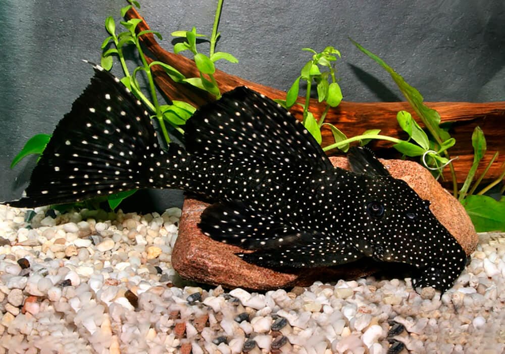 19 видов сомиков, которые будут поддерживать ваш аквариум в чистоте