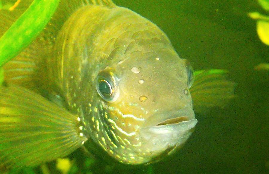 Гексамитоз у аквариумных рыбок: описание болезни и её причины, симптомы и лечение заболевания в домашних условиях в общем аквариуме