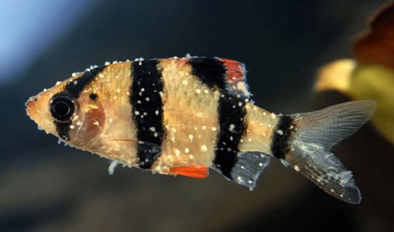 Болезни рыб аквариумных манка симптомы фото
